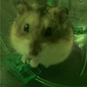 Meet your Posher, Alberta